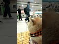 駅員さんを待ってます【介助犬と桃にゃん】 #柴犬介助犬 #介助犬るな #介助犬と桃にゃん #介助犬 #shiba #dog #cutedog