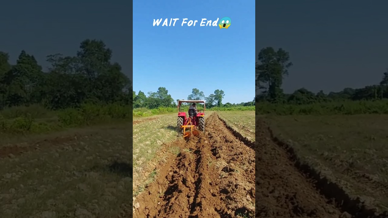 tractor plaughing vs Ox plaughing 