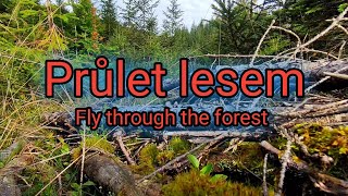 Průlet lesem. Fly through the forest