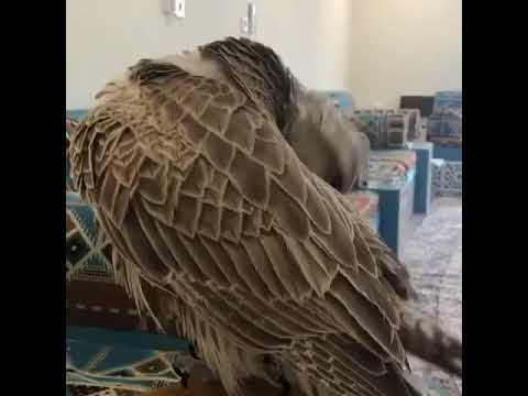 الناس بالكذب ماترفع منازلها عايض بن غيده