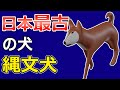 【縄文犬】縄文時代に太古の日本人を助け世界でも他にない文化を築いた犬