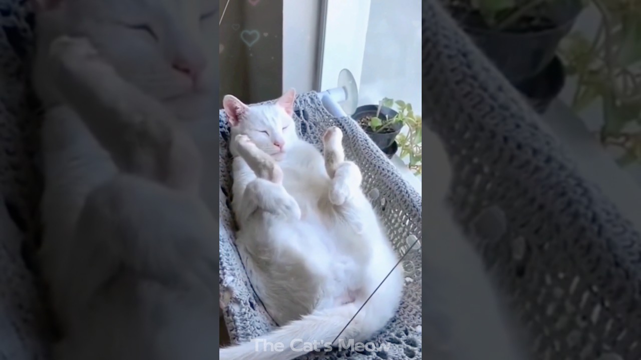 Funny Cute Cat Compilation   