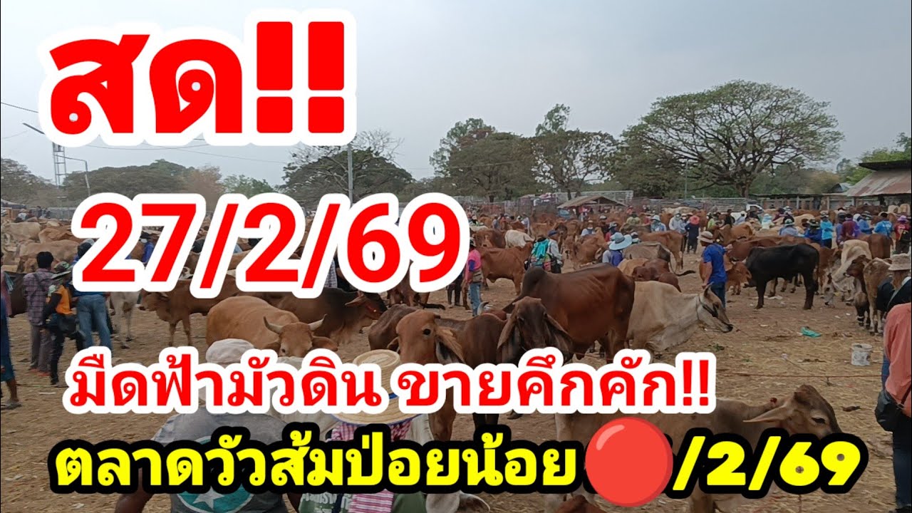 ภานุมาศ Channel กำลังถ่ายทอดสด!🔴 สด! ตลาดวัวส้มป่อย 27/2/69