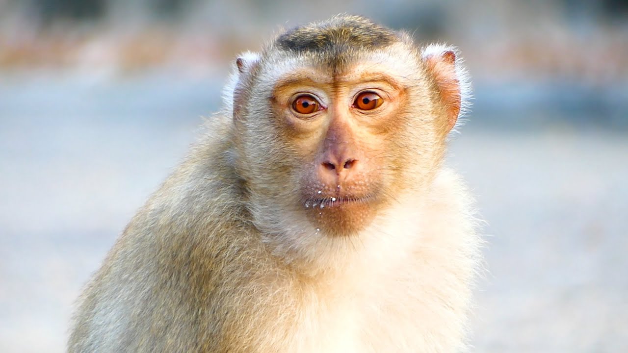 Monkey Ruby has beautiful eyes like rubies. - YouTube
