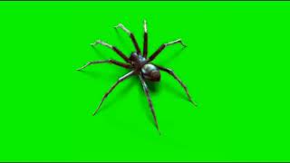 HD GREEN SCREEN EFFECT: SPIDER 🕷️ || TARANTULA