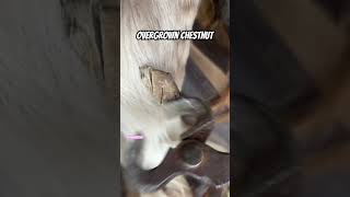 Overgrown chestnut trimmed ! #farrier #equestrian #oddlysatisfying #asmr #horsecare #horsefarrier