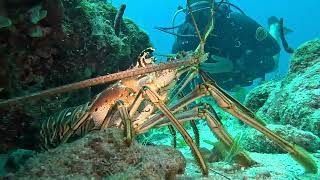 Marine Life VLog  Caribbean Spiny Lobster