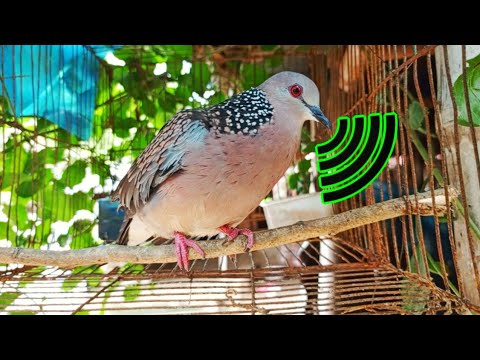 শিকারী ঘুঘুর ডাক ২০২৩ /Dove birds sound effects /gugu pakir dak#Bmmedia1