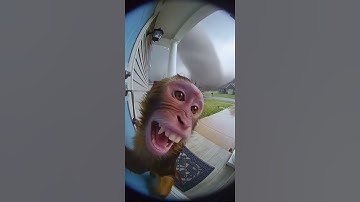 Monkey Tries to Escape Tornado — Caught on Ring Camera During Violent Storm