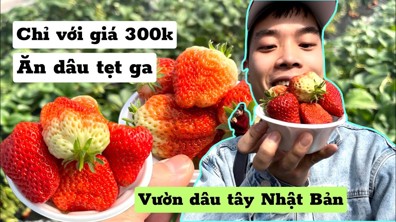 390 | Ăn Dâu Tây Tẹt Ga Tại Vườn Dâu Nhật Bản Chỉ Với Giá 300 Nghìn Vnđ ...