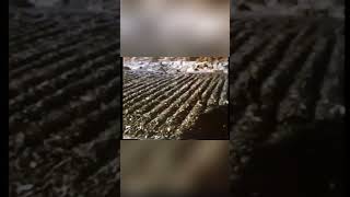 Massive Mining Machines  - UK  Coal Extraction Explained