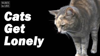 Should You Get a Second Cat?: Facebook Survey Gets Surprising Results
