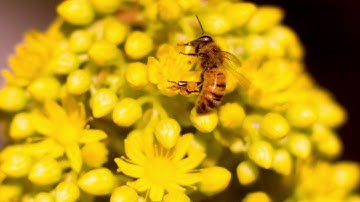 Bees drunk on fermented nectar filmed in slow motion