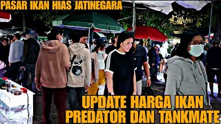 HARGA UDAH MIRING BANGET !!! UPDATE HARGA IKAN PREDATOR DAN TANKMATE DI JATINEGARA TERBARU