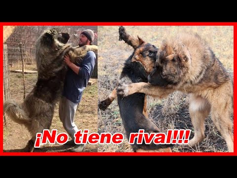Video: Perro Pastor Caucásico - Carácter Y Comportamiento
