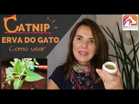 Vídeo: Planta Catmint - Dicas para cuidar da Catmint