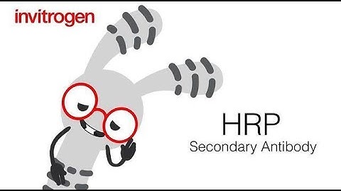 Introducing…. Invitrogen HRP Antibody