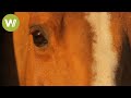 Le cheval  un tre intelligent documentaire 2011