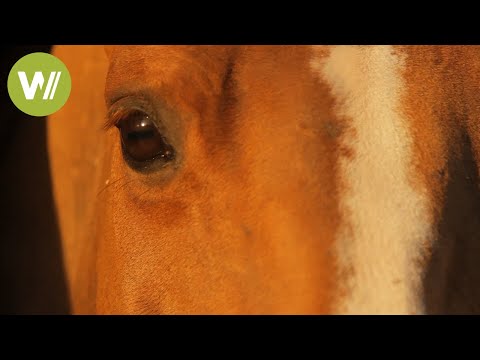 Vidéo: Un cheval est un animal noble avec une longue histoire