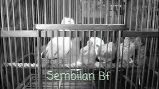 Perkutut Sembilan Bf