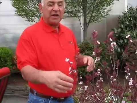 Video: Plum Leaf Sand Cherry Bush - Creșterea plantelor de cireș purple Leaf Sand