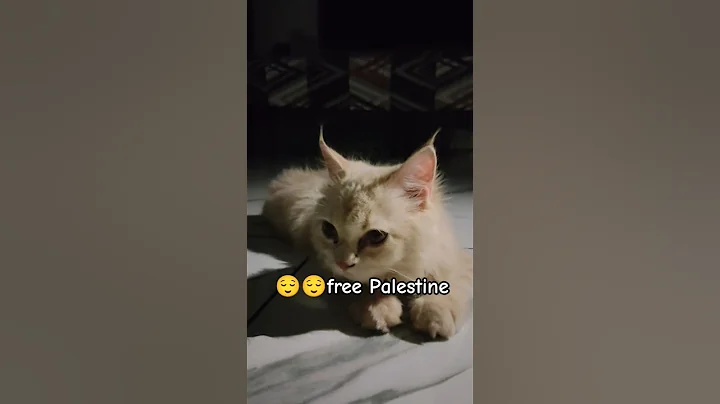 Video 11150921: royal canin maine coon, maine coon kitty cat, maine coon cat kitten, maine coon cat toys, best maine coon cat, maine coon litter, funnycats