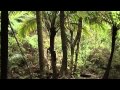 Great Barrier Island Nikau Palms, New Zealand