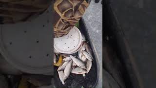 #Леднёво закрытие сезона твердой воды