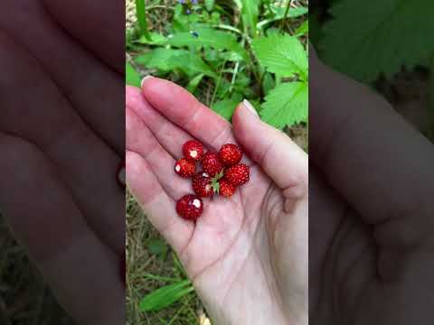 Лес 🌳. Растения