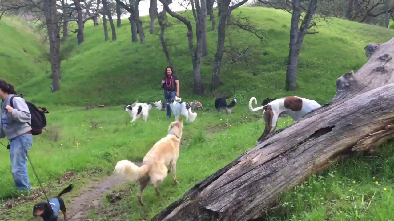 21 HOUND HIKE - Silken Windhounds, Borzoi, Dachshunds, and Magyar Agars