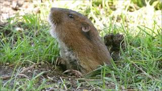 Botta's Pocket Gopher of California