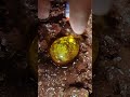 Full video on homepage#gems  #agate#crystal#gold#Gems#diamonds#gold mines#emeralds #pearl