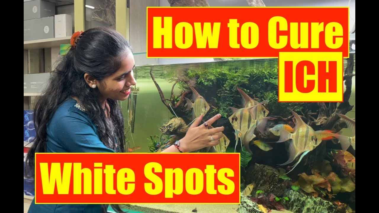 How to Cure White spots/ ICH in Aquarium Fish | Learn with Pooja | Mayur Dev Aquascaper HD 1080p
