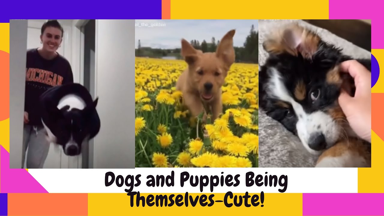 Very Best Tik Tok Dogs and Puppies Being Silly CompilationDogs and