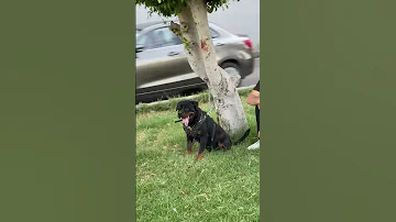 انا مش من عندكو بس واصل عندكو كلاب Rottweiler اكسبلور 