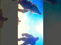 Godzilla X Kong is Out!! #shorts #godzilla #kong #edit #capcut #godzillaxkong #skarking #shimo