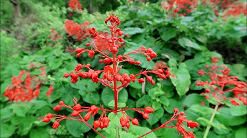 Mò Hoa Đỏ trị tiểu buốt, bệnh khó nói của chị em Nặng Mấy Cũng Khỏi