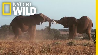 For Elephants, Two Seasons Reign Supreme | Nat Geo Wild