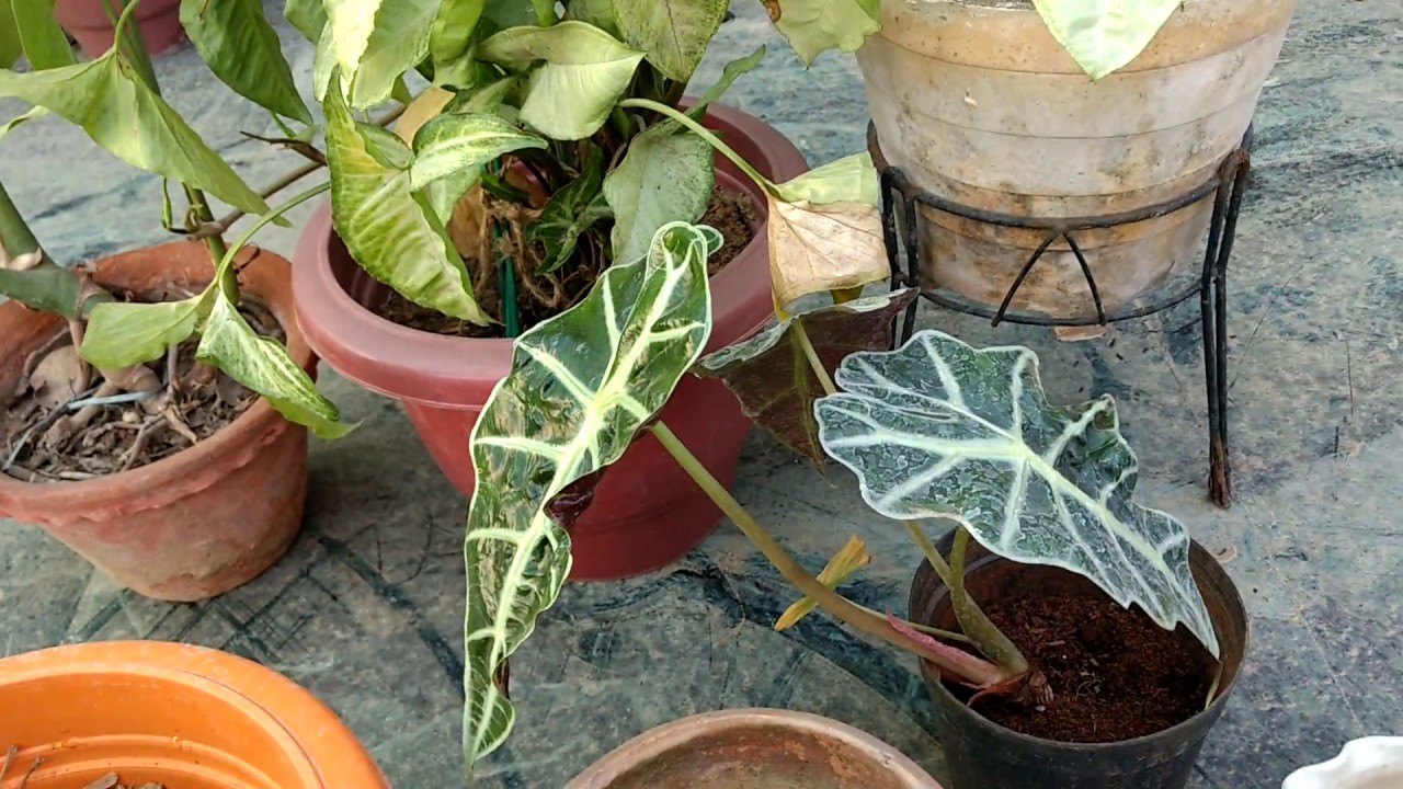 Alocasia ya elephant ear plant ko kaise or kab lagayen☺️💐💐💐💐💐💐sarita ki bagiya