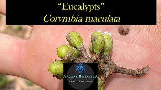 Eucalypt ID - Corymbia maculata (Spotted Gum)