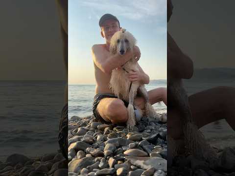 ПУДЕЛИХА ЭСМИ ПЕРВЫЙ РАЗ НА МОРЕ 🐩🌊 #анапа #море #утриш #пудель #poodle #растения #анапа2025
