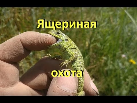 Большая охота на ящериц / ящерица прыткая / ловля, содержание, транспортировка