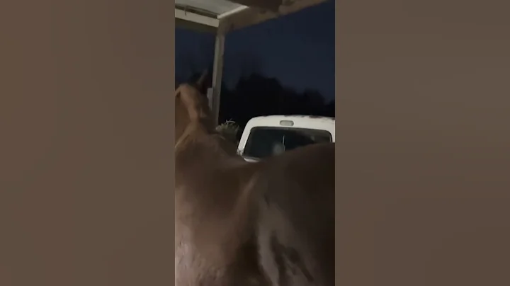 My Horse Cant Wait to Taste His New Hay