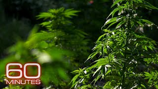 California's marijuana fields; Weed in Colorado; A new direction on drugs | 60 Minutes Full Episodes