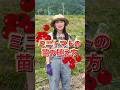 ミニトマトの苗を植えよう ※全編は関連動画から👀 #家庭菜園 #野菜作り #有機栽培