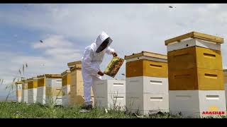 Where does 100% raw natural pure wildflower honey originate from?