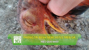 Cách phòng trị Newcastle trên gà cực hiệu quả | VTC16