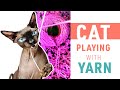 Cats Love to Play with a Ball of Yarn | Funny Cat
