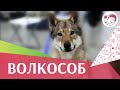 Чехословаткая  волчья  собака на Евразии 17 ilikepet