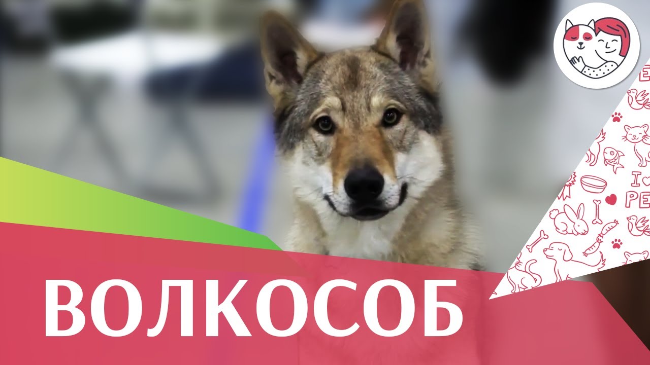 питомцы кукол лол Чехословаткая волчья собака на Евразии 17 ilikepet